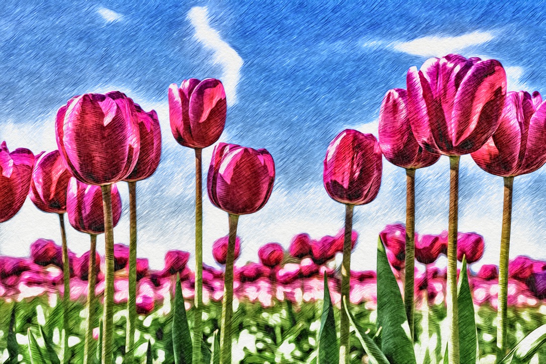 Beautiful bunch of bright pink tulips in the sun against a blue sky with white clouds.